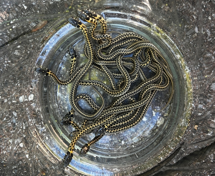 Checkered Garter Snakes
